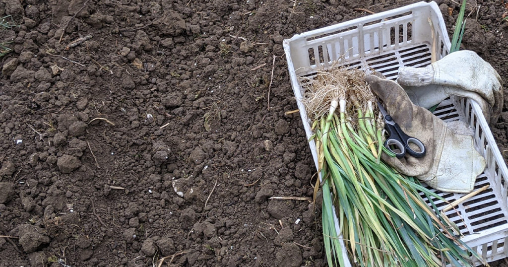 Que peut-on planter après les pommes de terre pour l'automne