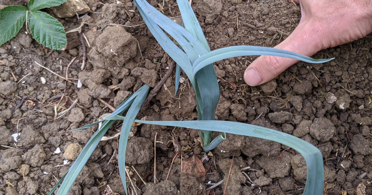 Quand et comment planter les poireaux au jardin pour avoir des gros