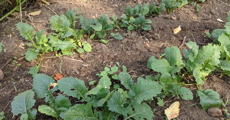 Planter des navets : plantation, culture, entretien et récolte