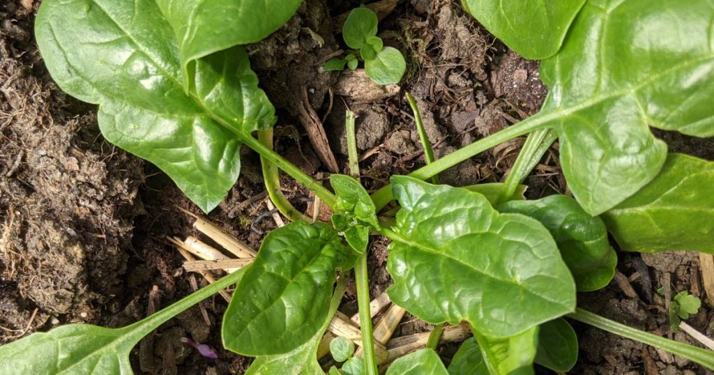Comment et quand planter des épinards, de la graine à l'assiette — free download