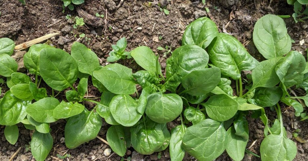 Comment et quand planter des épinards, de la graine à l'assiette — free download