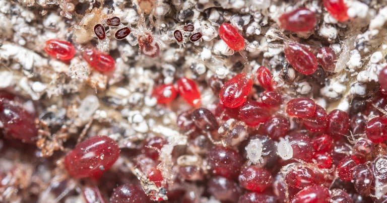 Comment éliminer les poux rouges avec du bicarbonate de soude