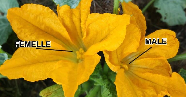 Polliniser Les Courgettes Pour viter Les Courgettes Qui Tombent polliniser-les-courgettes-pour-viter-les-courgettes-qui-tombent