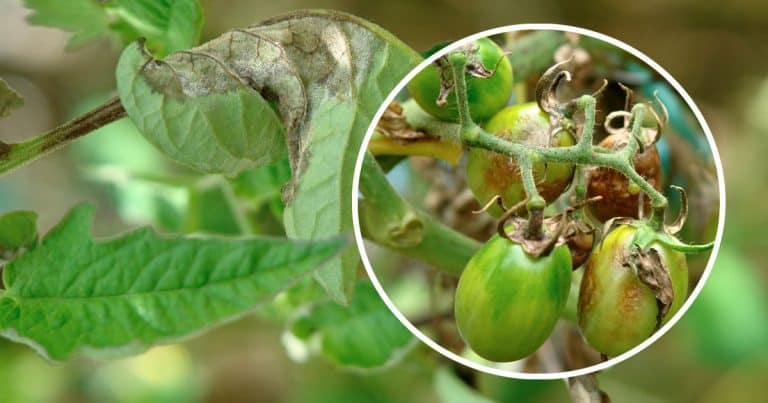 Comment arroser les tomates pendant la canicule ? - Plantes et jardins ...