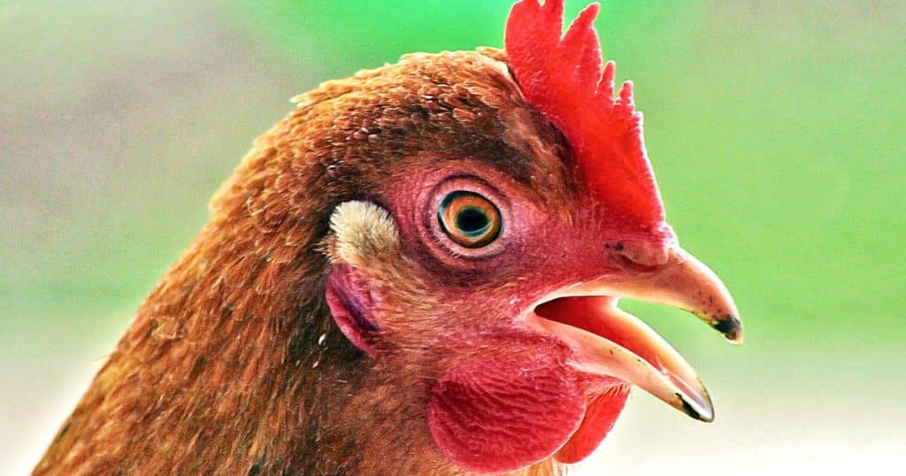 T-shirt « Je Peux Pas, Je M’occupe Des Poules » – Pour Les Fans De Jardin Et D’animaux