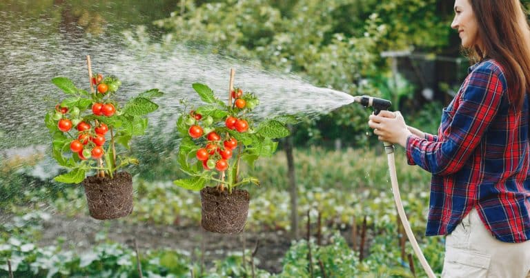 Comment arroser les tomates pendant une période de canicule extrême ...
