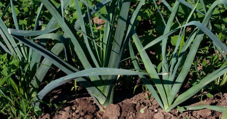 Comment faire pour avoir des gros poireaux ? Faut-il couper les