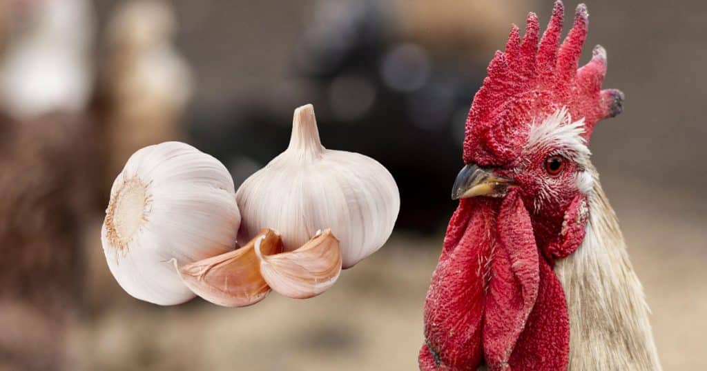 3 bonnes raisons de donner de l'ail aux poules, voici comment l