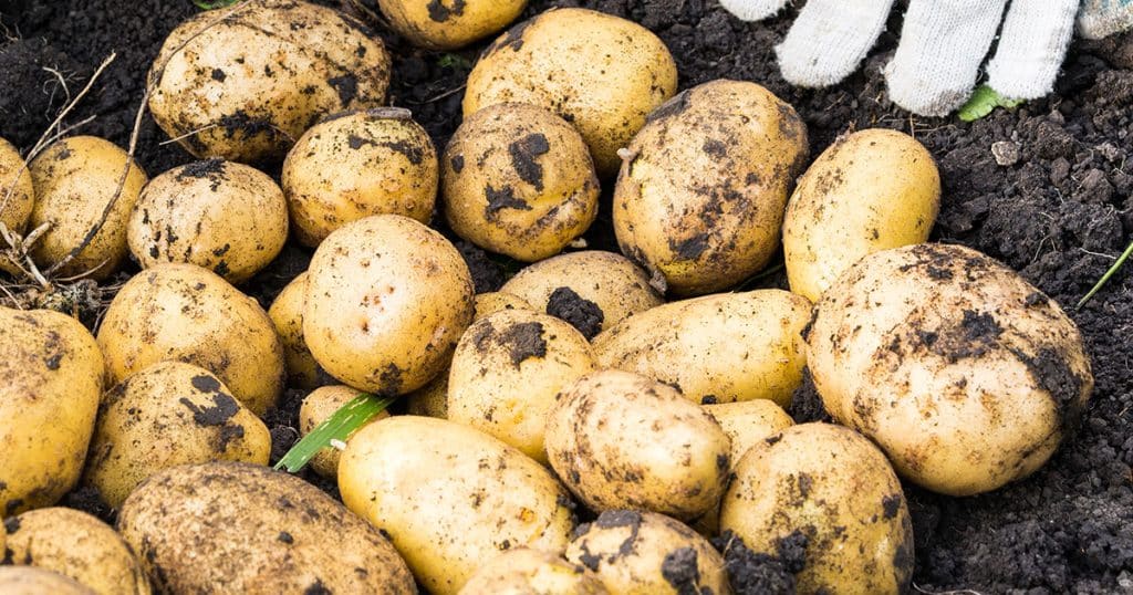 Que peut-on planter après les pommes de terre pour l'automne