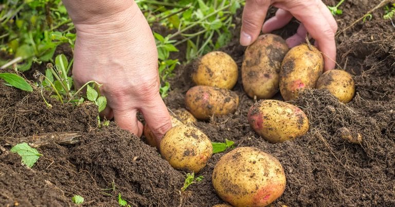 Que peut-on planter après les pommes de terre pour l'automne