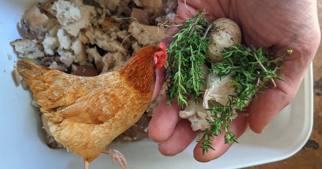 Comment faire un vermifuge naturel pour vos poules ? - Plantes et