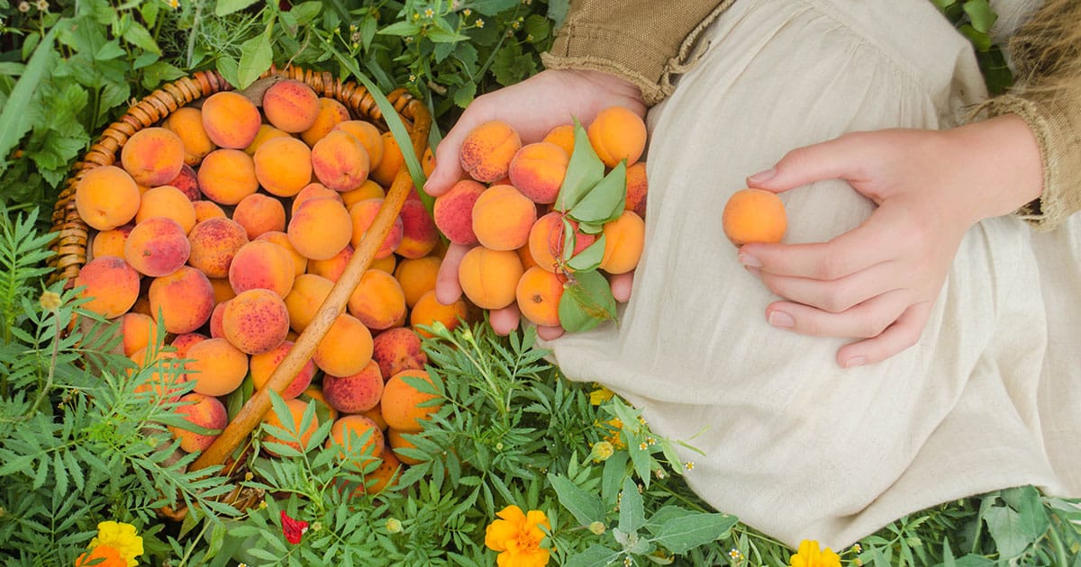 Comment faire germer un noyau d'abricot et réussir sa plantation