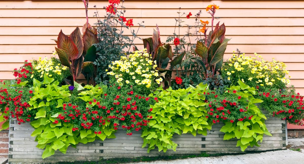 fleur pour balconnière plein soleil