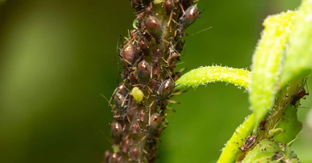 pucerons sur les tomates
